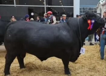 La Valentía de Oliva consagró a “Demonio” como campeón senior en la Rural de Palermo