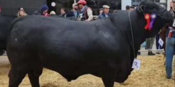 La Valentía de Oliva consagró a “Demonio” como campeón senior en la Rural de Palermo