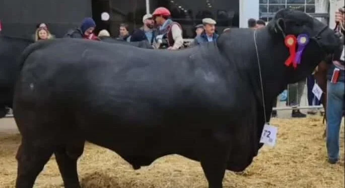 La Valentía de Oliva consagró a “Demonio” como campeón senior en la Rural de Palermo