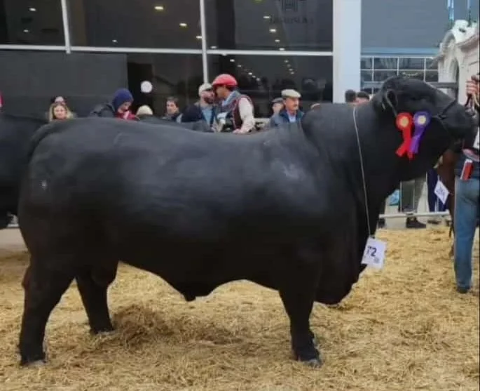 La Valentía de Oliva consagró a “Demonio” como campeón senior en la Rural de Palermo