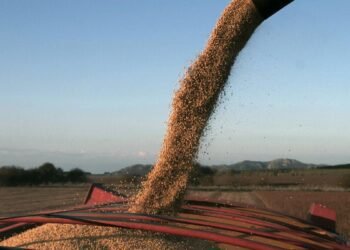 Reestablecen el dólar soja con un 25% de libre disponibilidad de divisas