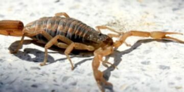 Oliva: El barrio 21 de Abril en "alerta roja" ante la presencia de plagas, basura y falta de iluminación