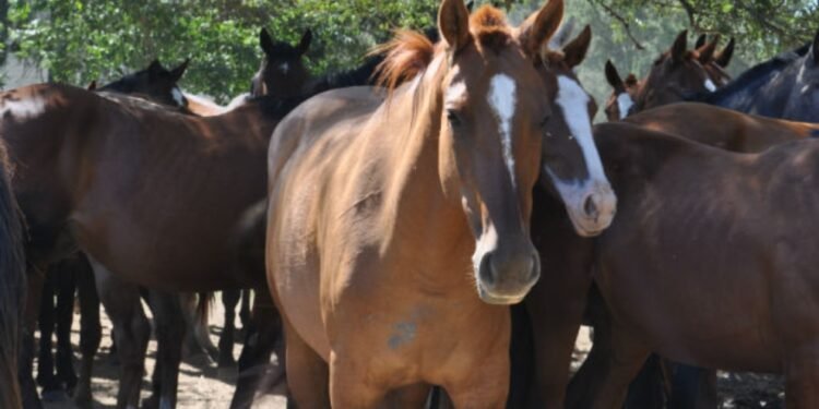 Alerta: detectan un caso en Tercero Arriba de encefalitis equina del oeste