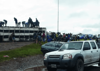 Viajaba hacia Oliva con un camión de hacienda, volcó y saquearon 40 animales