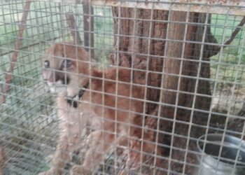 Oliva: Encuentran un cachorro de puma en zona rural e intervino Policía Ambiental