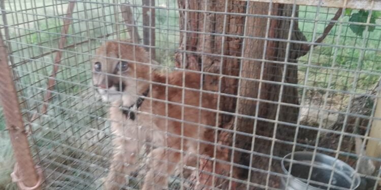 Oliva: Encuentran un cachorro de puma en zona rural e intervino Policía Ambiental