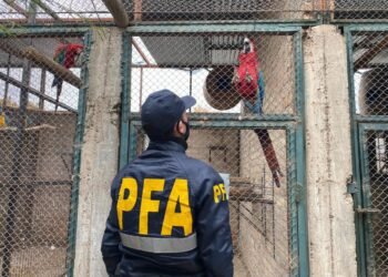 Desarticulan banda criminal que comercializaba en el mercado negro de aves exóticas