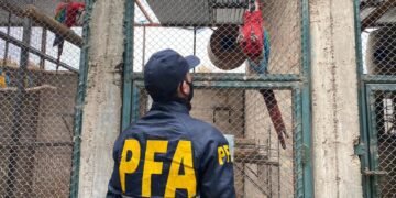 Desarticulan banda criminal que comercializaba en el mercado negro de aves exóticas