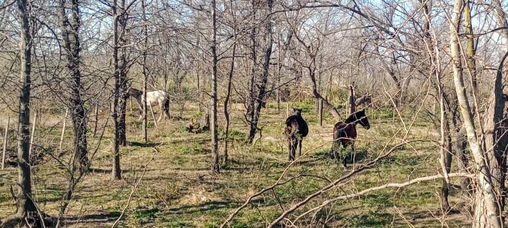 Tres intervenciones de Patrulla Rural