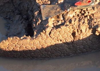 Hallazgo en Pampayasta Sud: La Provincia brindó detalles y aclaró cómo sigue el trabajo