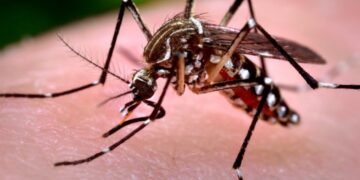 Alerta epidemiológica en Córdoba: confirman los primeros casos de dengue y chikungunya de la temporada, uno es de la región