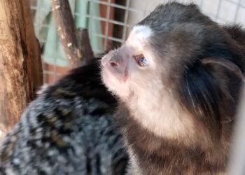 Operativo en Laguna Larga: Rescatan 16 animales silvestres y denuncian posible tráfico internacional