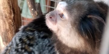 Operativo en Laguna Larga: Rescatan 16 animales silvestres y denuncian posible tráfico internacional