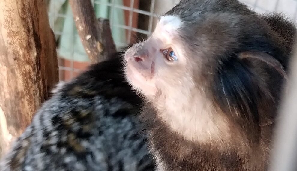 Operativo en Laguna Larga: Rescatan 16 animales silvestres y denuncian posible tráfico internacional