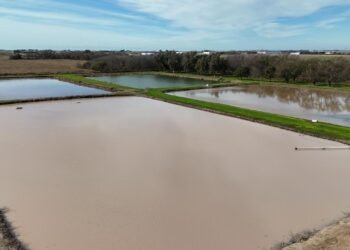 Oncativo: La Planta de Tratamiento de Líquidos Cloacales alcanzó la optimización exigida por la Provincia