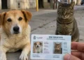 Villa María: Avanzan en la reglamentación del registro obligatorio para perros y gatos