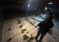 Villa Nueva: La Policía acudió por un reporte de robo y descubrió una plantación de marihuana