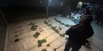 Villa Nueva: La Policía acudió por un reporte de robo y descubrió una plantación de marihuana