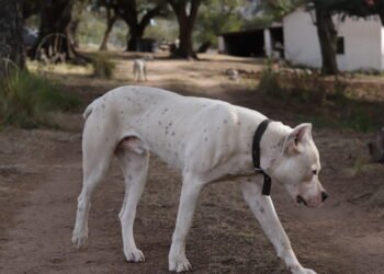Incidente en Pilar: un vecino le disparó en la cabeza a un dogo que ingresó a su vivienda