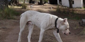 Incidente en Pilar: un vecino le disparó en la cabeza a un dogo que ingresó a su vivienda